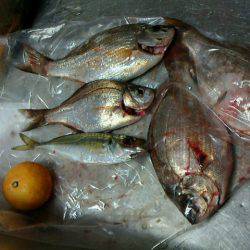 大きく育っていました~